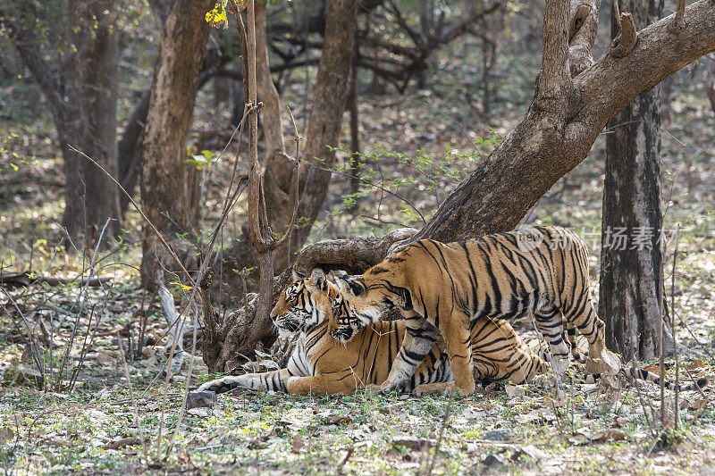 ranthambore国家公园里的孟加拉虎(Panthera tigris tigris)